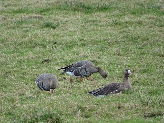 体战术可能 体战术可能