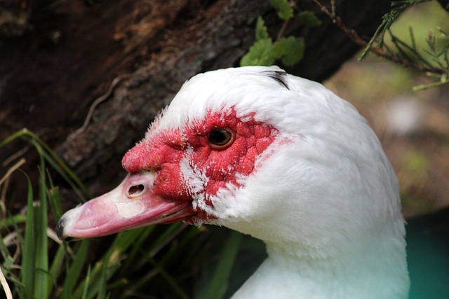 锡红牛队赢 锡红牛队赢